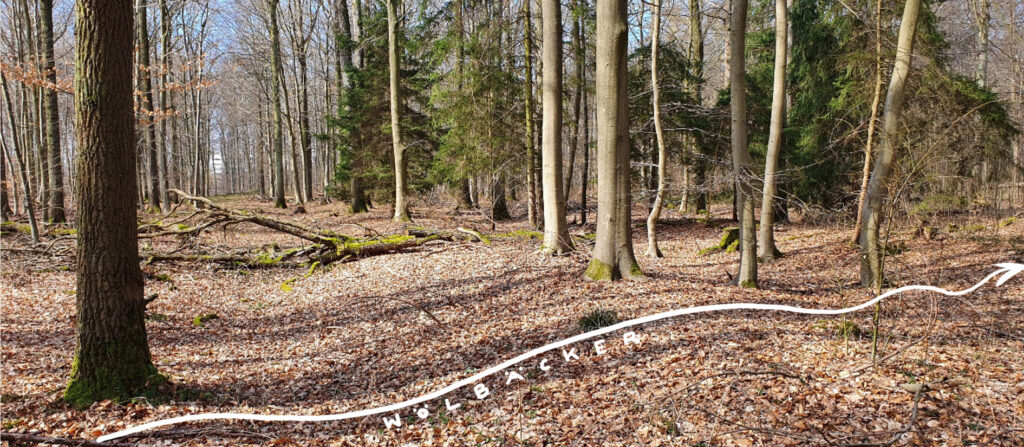 Erklärendes Bild für Wölbäcker, Waldboden mit eingezeichneten Bodenwellen